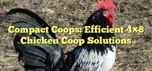 Compact Coops: Efficient 4×8 Chicken Coop Solutions 